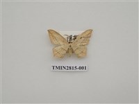 藏品(尺蛾445)的圖片